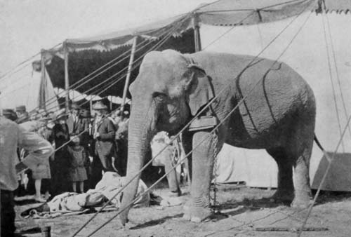 A WORK ELEPHANT WAITING FOR THE CROWDS TO LEAVE THE
CIRCUS GROUNDS, WHEN HIS LABORS WILL BEGIN
