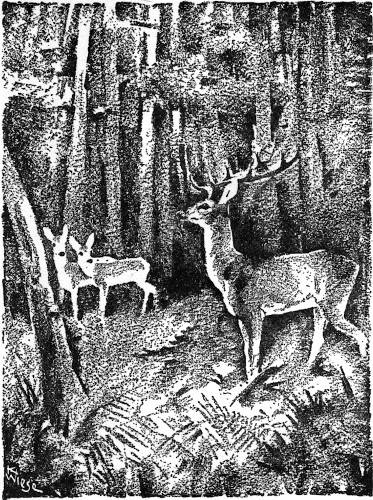 Bambi _a Life in the Woods_ | Project Gutenberg