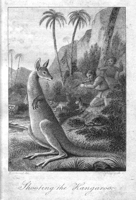 Illustration: Shooting the Kangaroo