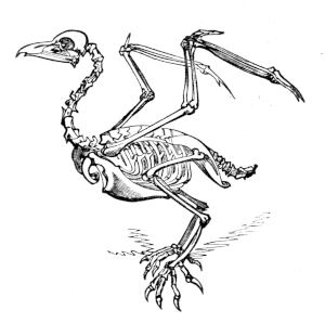 Skeleton of a bird