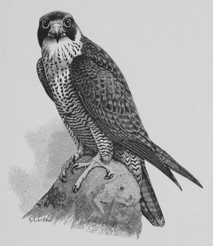 Falcon