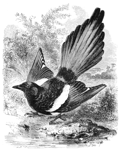 The Magpie