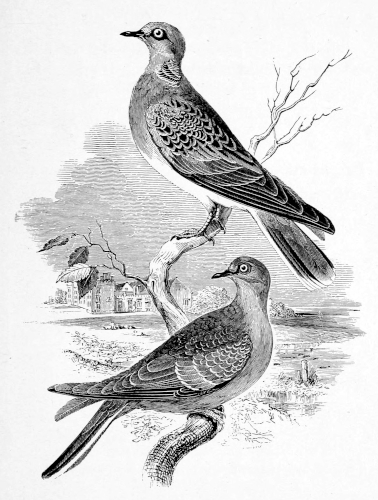 The Turtle-Dove