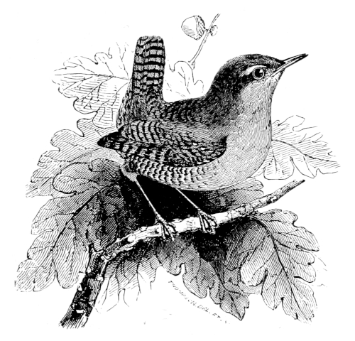 The Wren