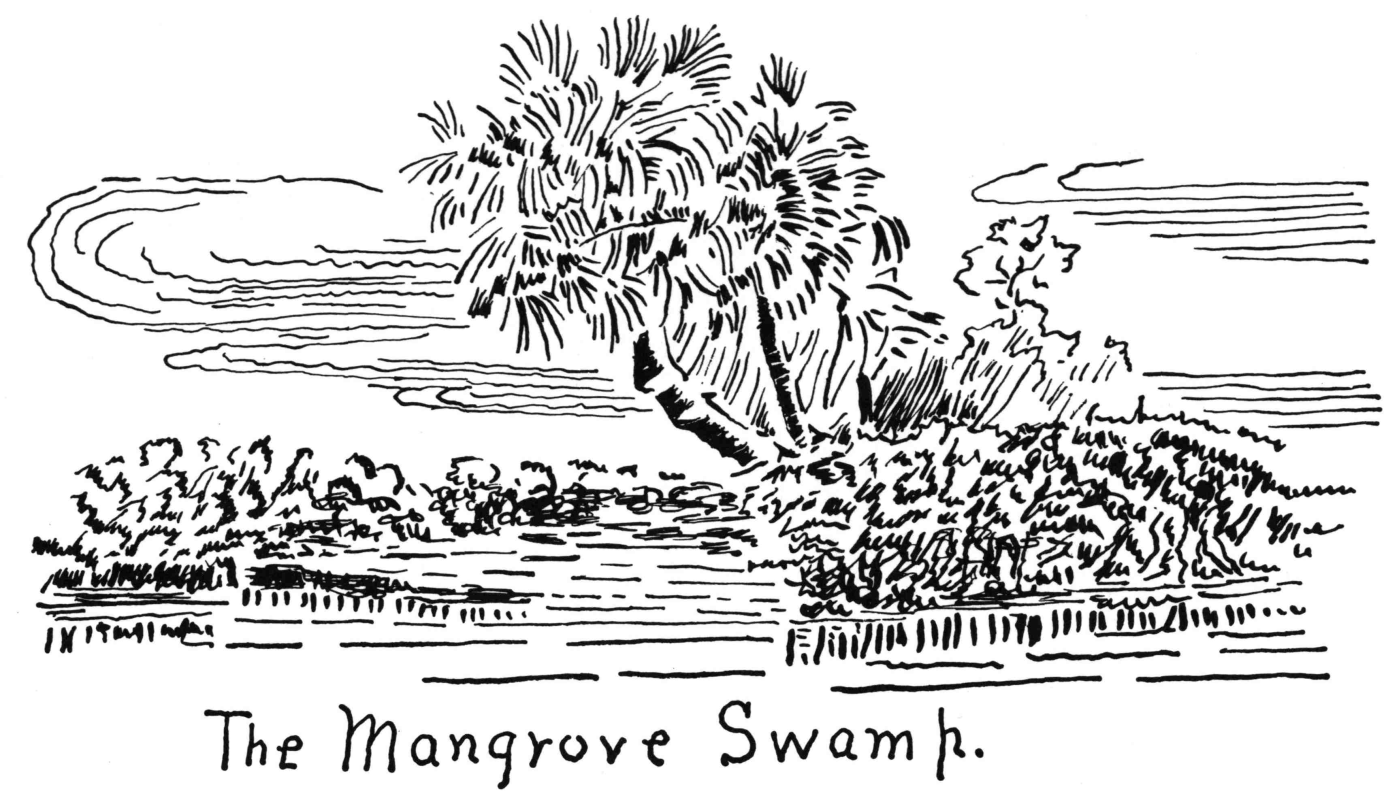 The Mangrove Swamp.