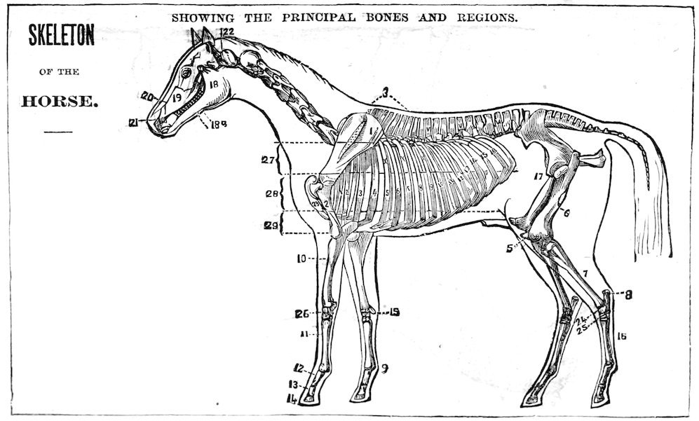 SKELETON OF THE HORSE. SHOWING THE PRINCIPAL BONES AND REGIONS.