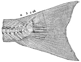 Fig. 22.