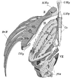 Fig. 25.