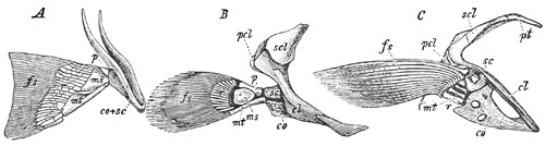 Fig. 28.