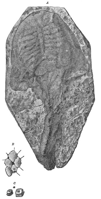 Fig. 34.