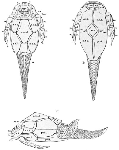 Fig. 48.