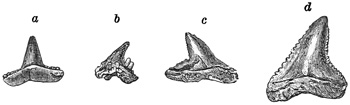 Fig. 77.