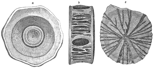 Fig. 82.