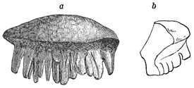 Fig. 110.