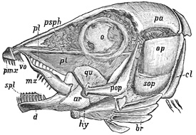 Fig. 197.