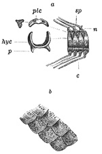 Fig. 210.