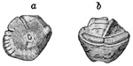 Fig. 244.