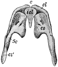 Fig. 283.