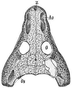 Fig. 300.