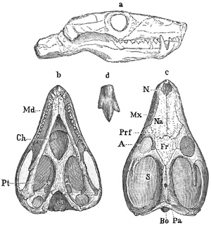 Fig. 330.