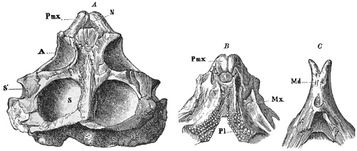 Fig. 339.