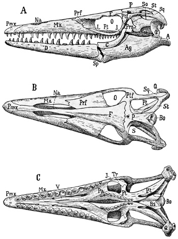 Fig. 346.