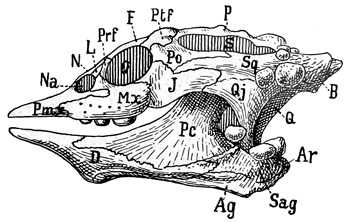 Fig. 388.