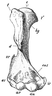 Fig. 479.