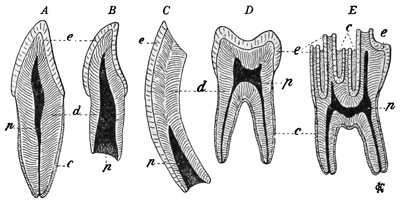 Fig. 488.