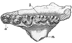 Fig. 503.