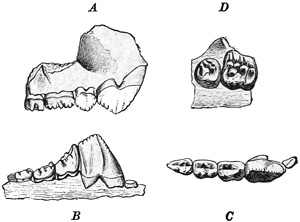 Fig. 508.