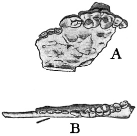 Fig. 511.