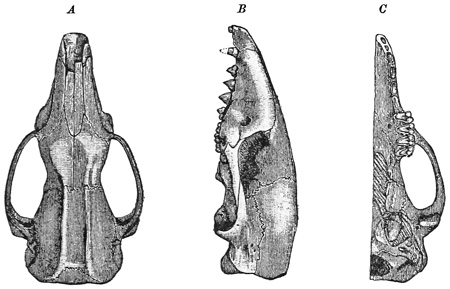 Fig. 526.