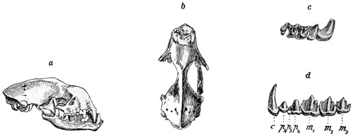 Fig. 538.