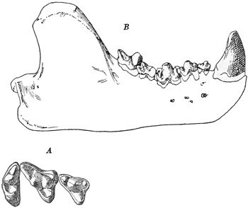 Fig. 542.