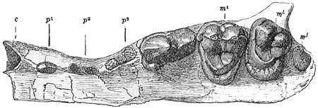 Fig. 553.