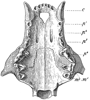 Fig. 564.