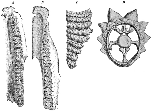 Fig. 583.