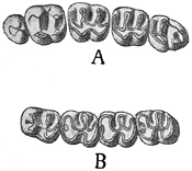 Fig. 590.