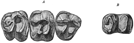 Fig. 619.