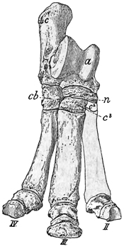 Fig. 625.