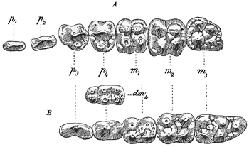 Fig. 656.