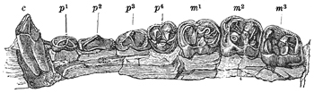 Fig. 657.