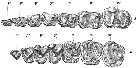 Fig. 704.