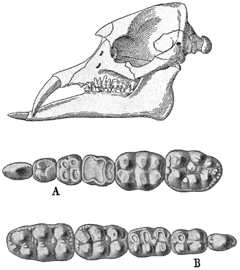 Fig. 730.