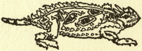 Horned toad