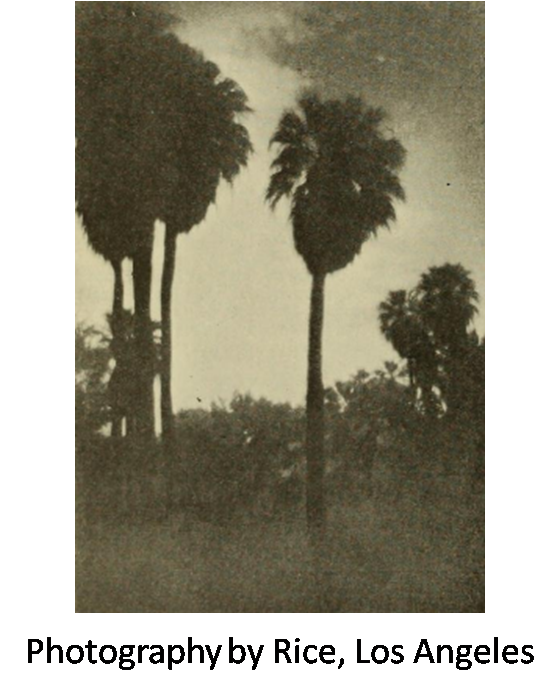 [Photo of palm trees.]