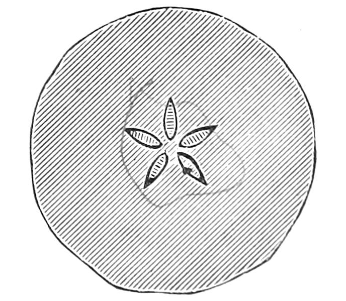 Horizontal section of apple