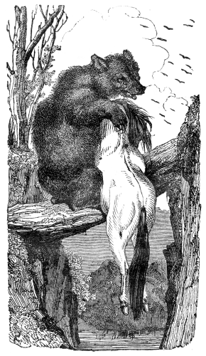 A bear, carrying a dead horse, crosses a river on a fallen tree.