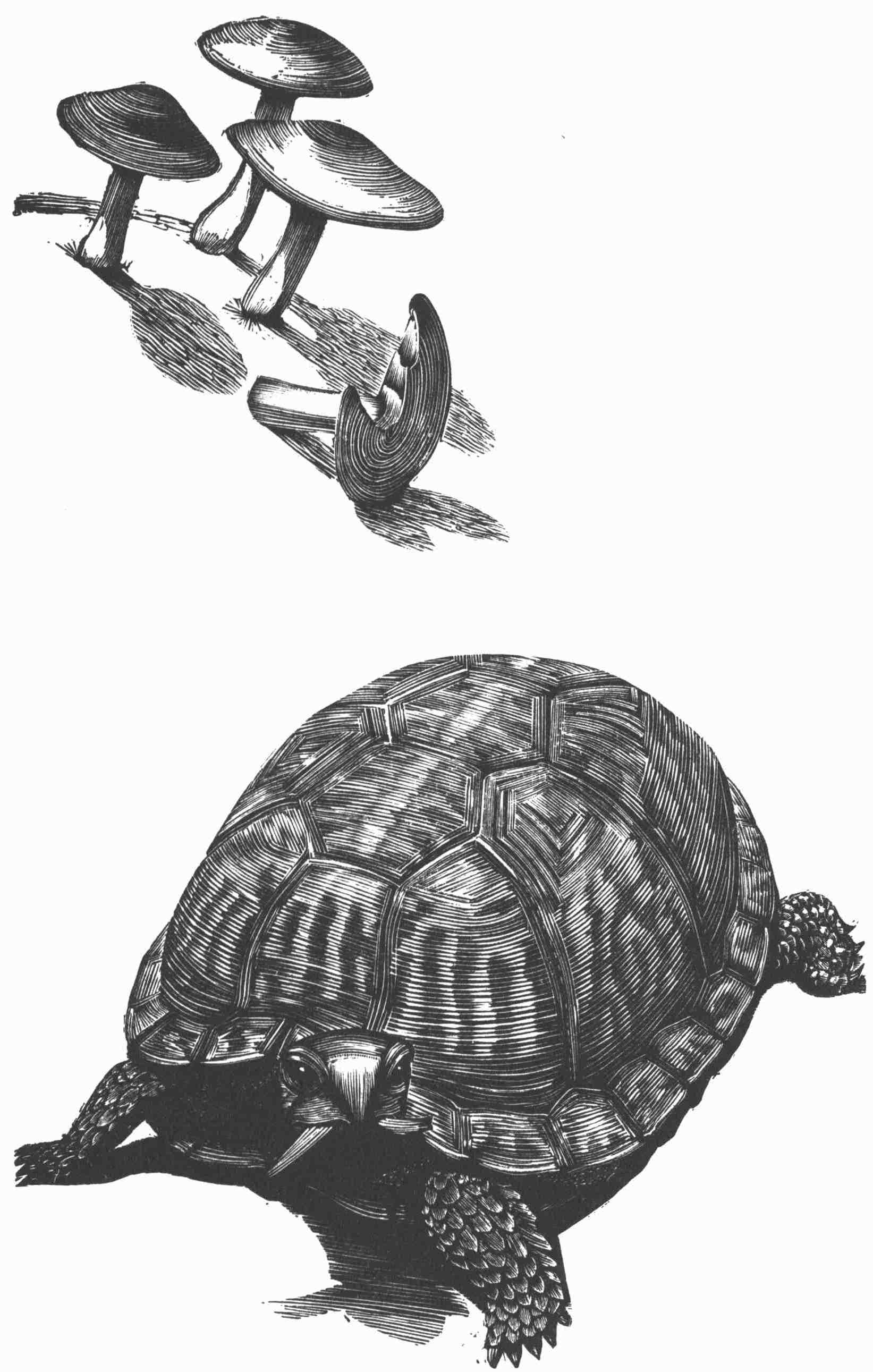 Turtle and Mushrooms
